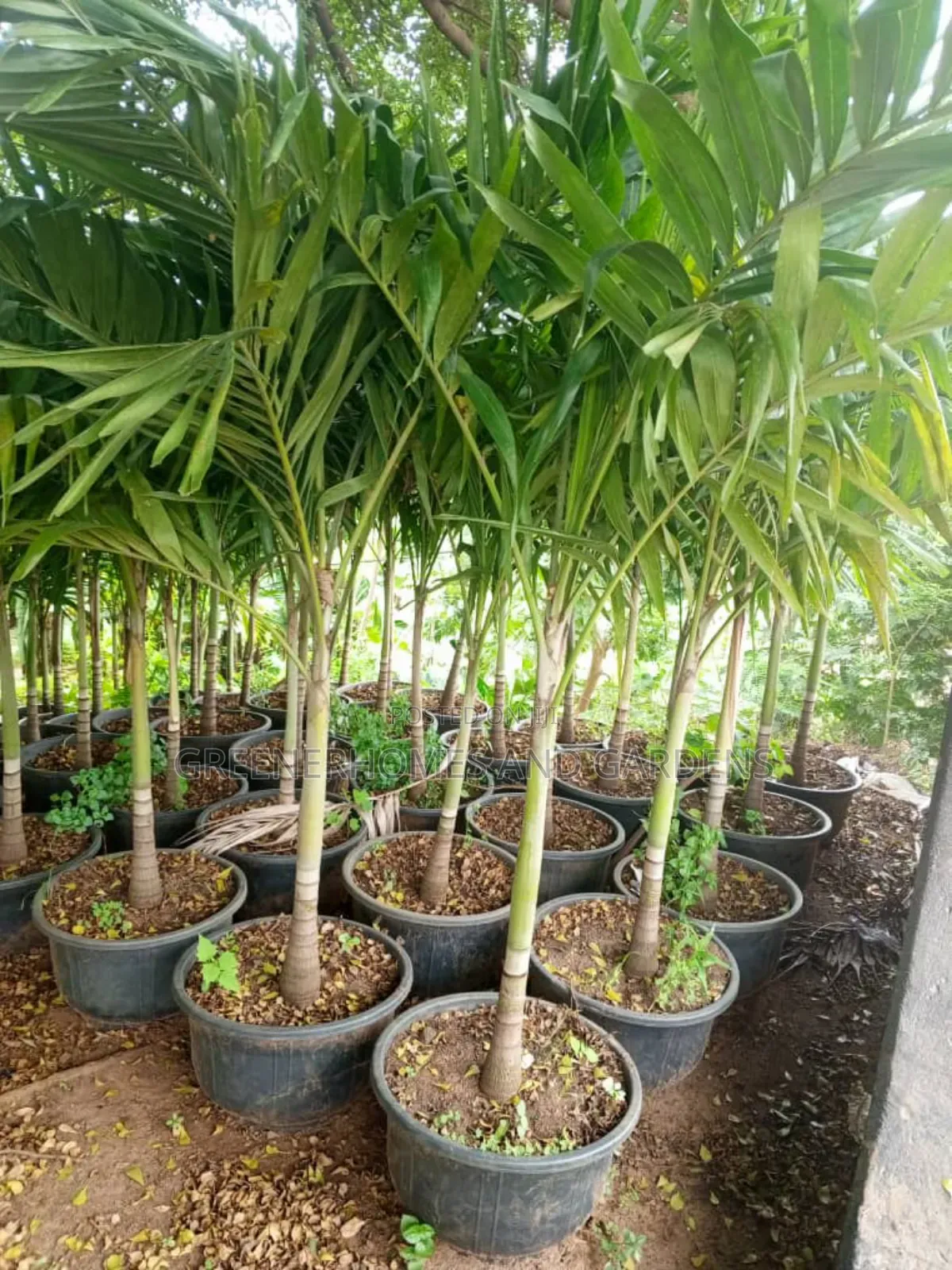 Queens Palm
