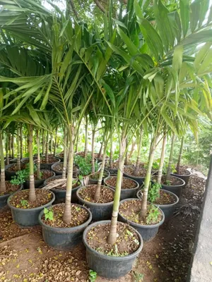 Queens Palm