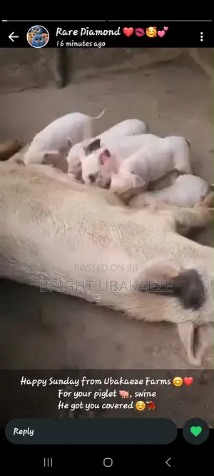 Piglets And Matured Pigs Available For Sale