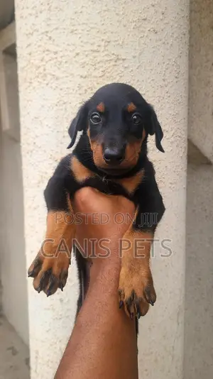 Photo - 1-3 months Male Purebred Doberman Pinscher