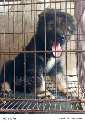 Photo - 1-3 months Female Purebred Caucasian Shepherd