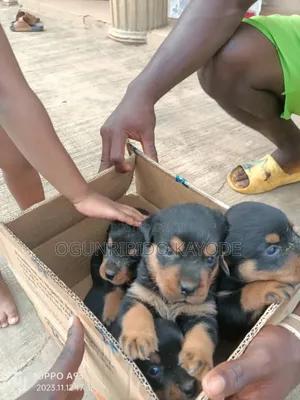 Photo - 1-3 months Female Purebred Rottweiler