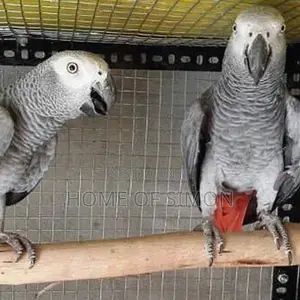 Photo - African Grey Parrots for Sale
