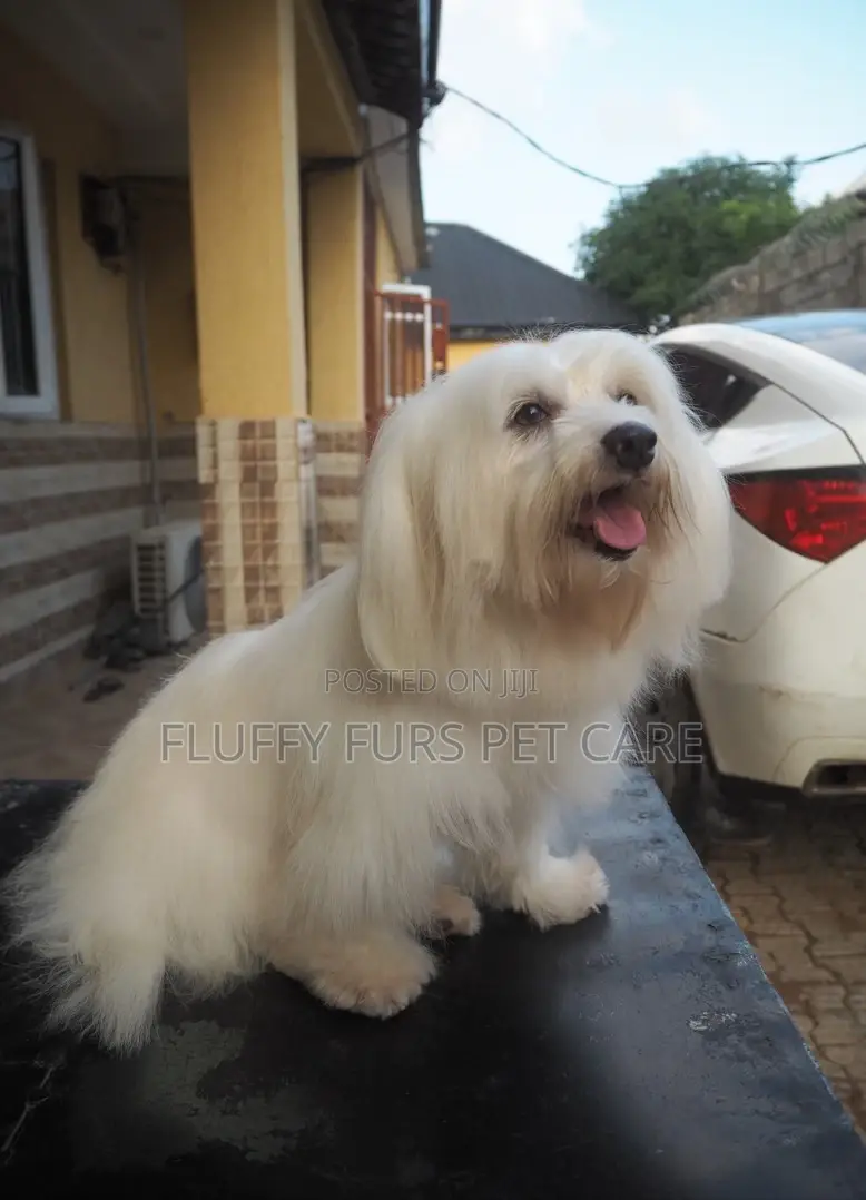 Pet Grooming Service
