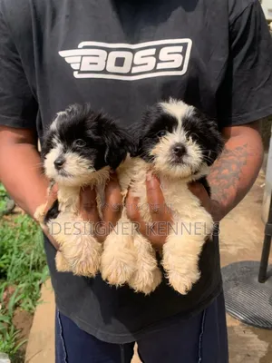 1-3 months Female Purebred Lhasa Apso