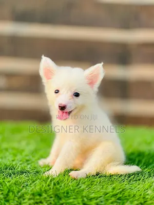 1-3 months Female Purebred American Eskimo