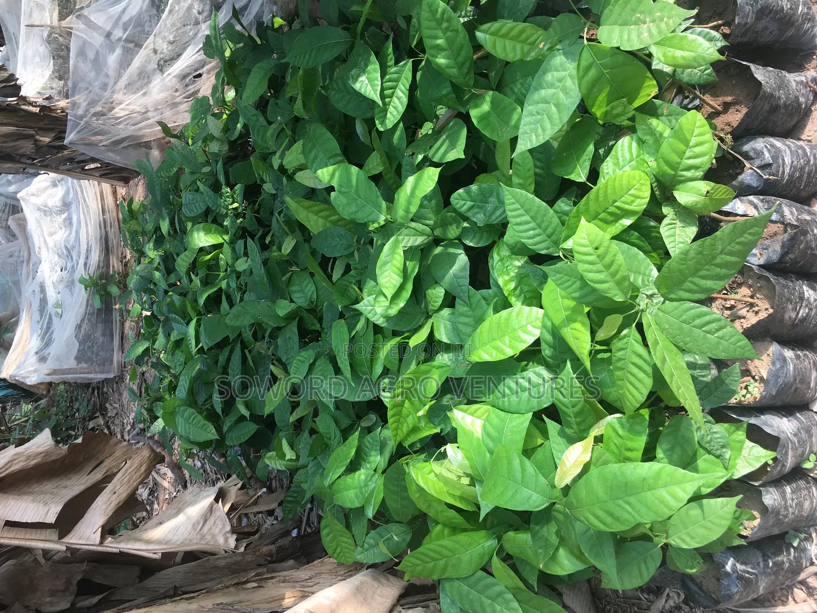 Cocoa Seedings