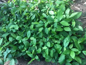 Cocoa Seedings