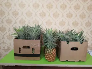 Sweet and Nutritious Pineapple Fruits