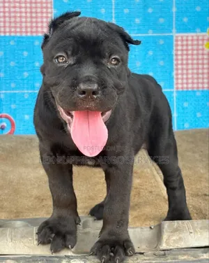 1-3 months Female Purebred Cane Corso