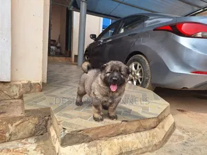 1-3 months Female Purebred Caucasian Shepherd