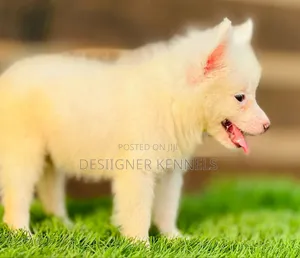 1-3 months Male Purebred American Eskimo
