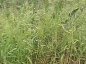 13 Plots of Land 4 Sale at Shasha Near Air Force Alimosho