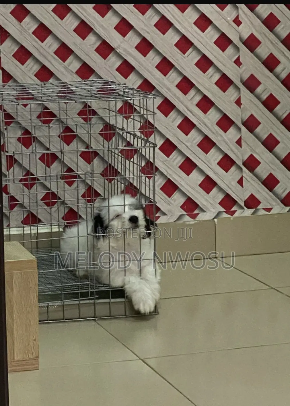 Dog Cages Available for Sale