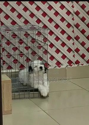 Dog Cages Available for Sale