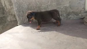 Photo - 1-3 months Female Purebred Rottweiler