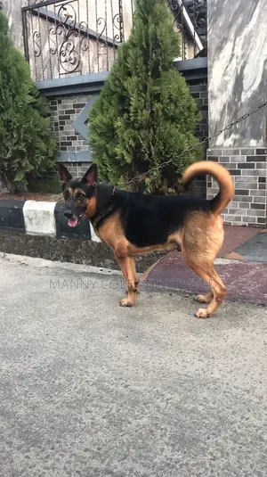 1+ year Male Mixed Breed German Shepherd