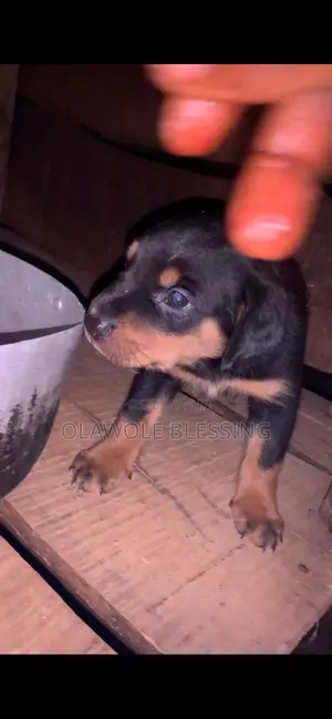 Photo - 1-3 months Female Purebred Rottweiler