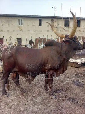 Photo - Life Cows Rams and Goats Cheap