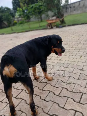 Photo - 1+ year Male Purebred Rottweiler