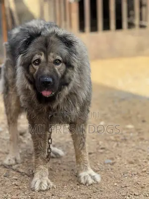 1+ year Female Purebred Caucasian Shepherd