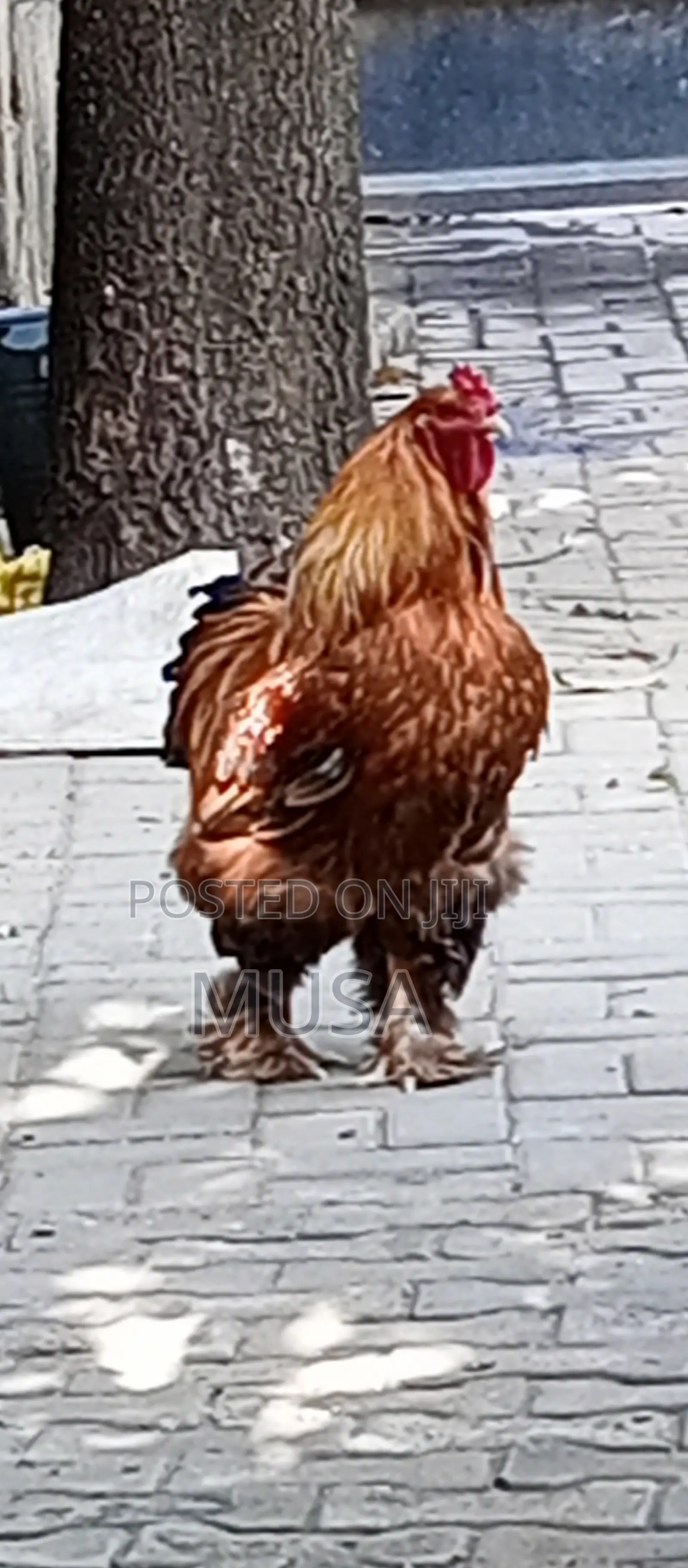 Brahma Chicken
