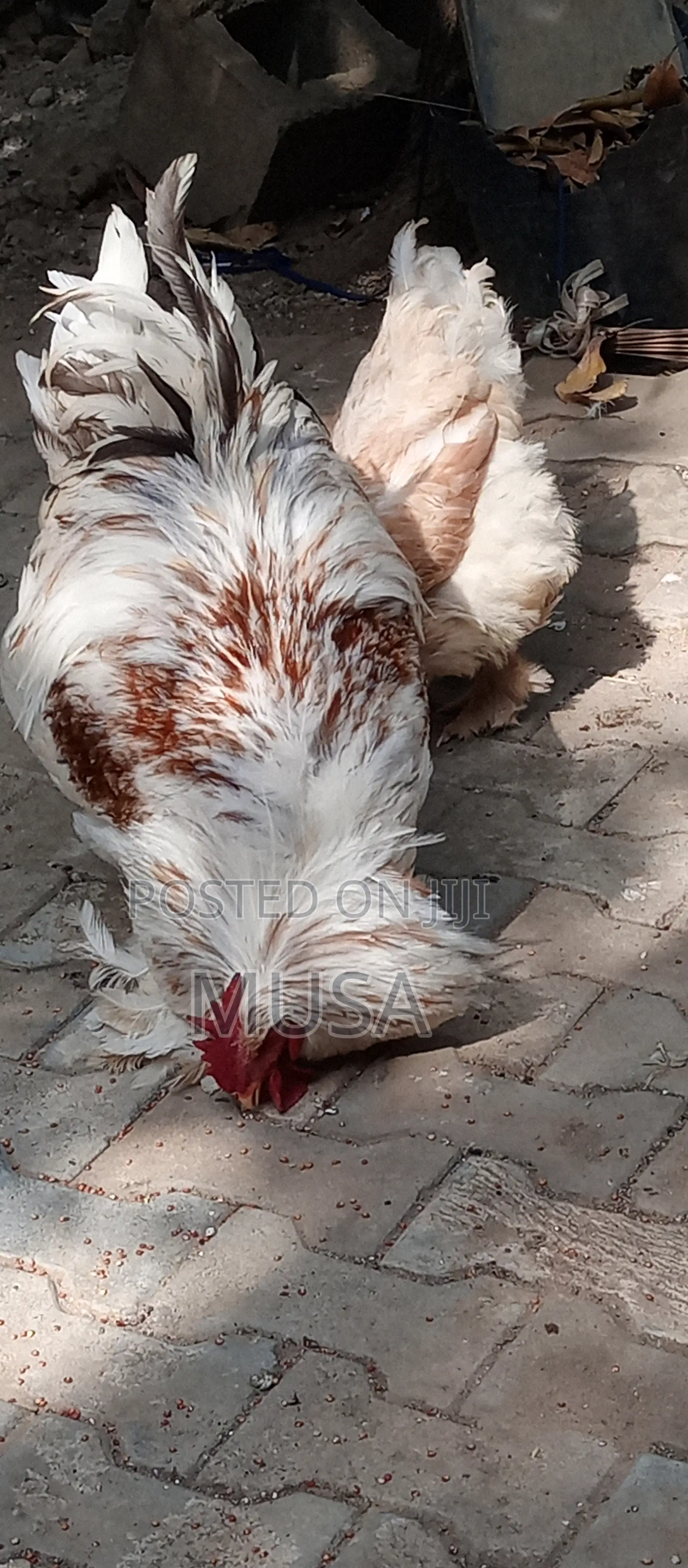 Brahma Chicken