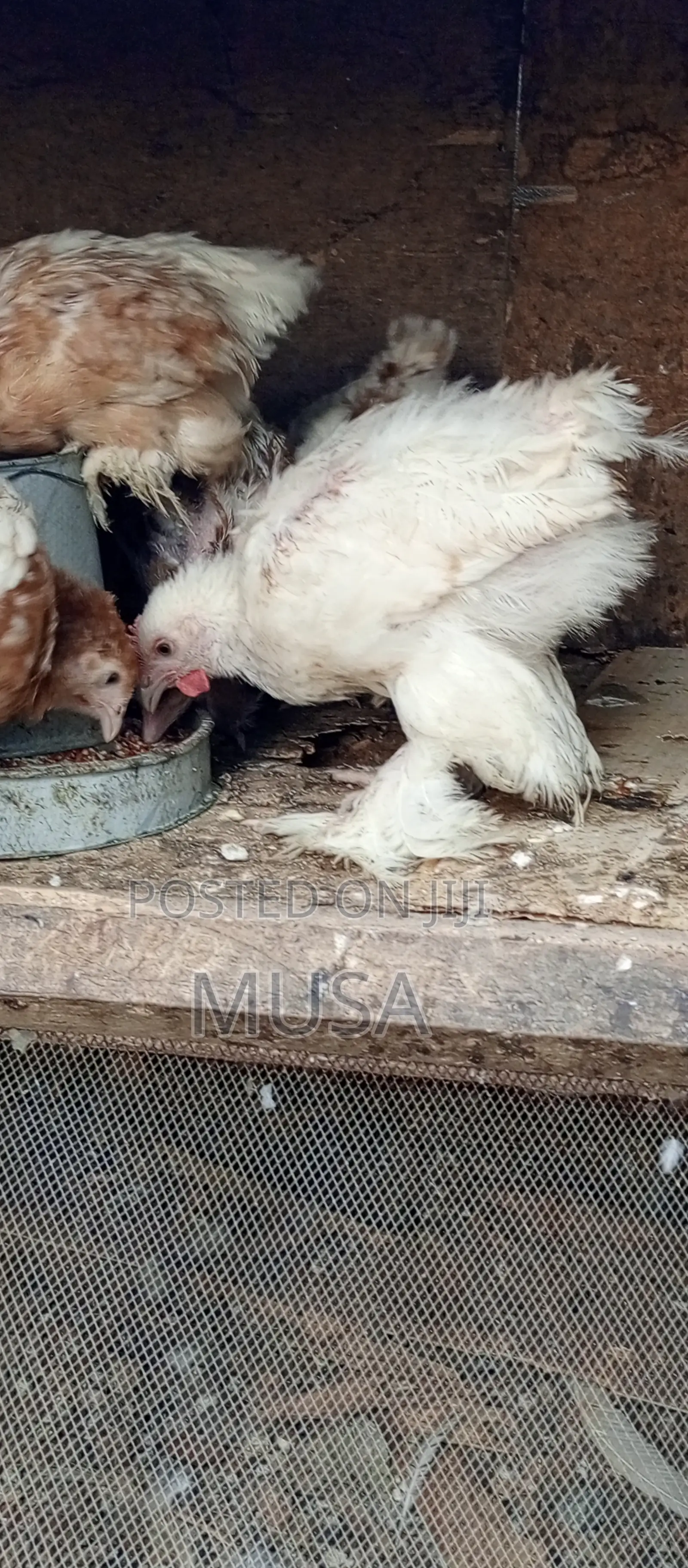 Brahma Chicken