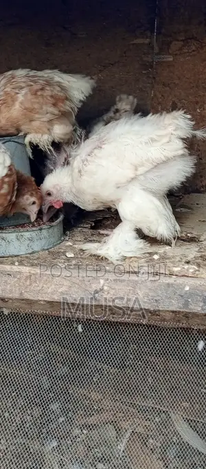 Brahma Chicken