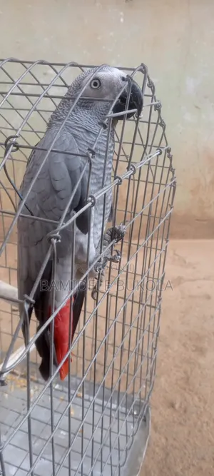 Photo - African Grey Parrots Fo-R Sale