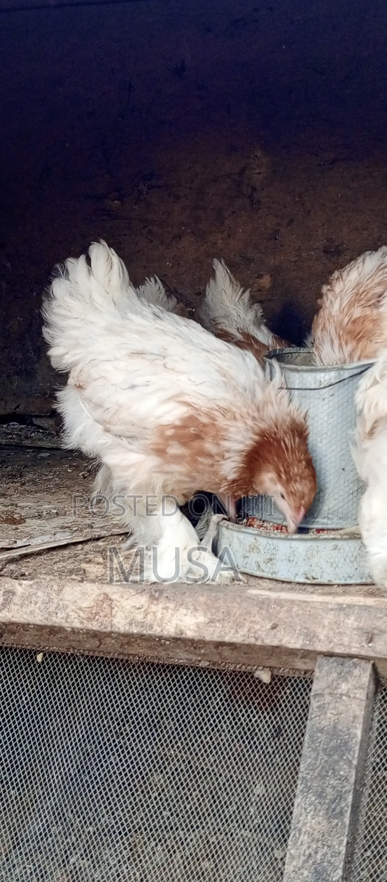 Brahma Chicken