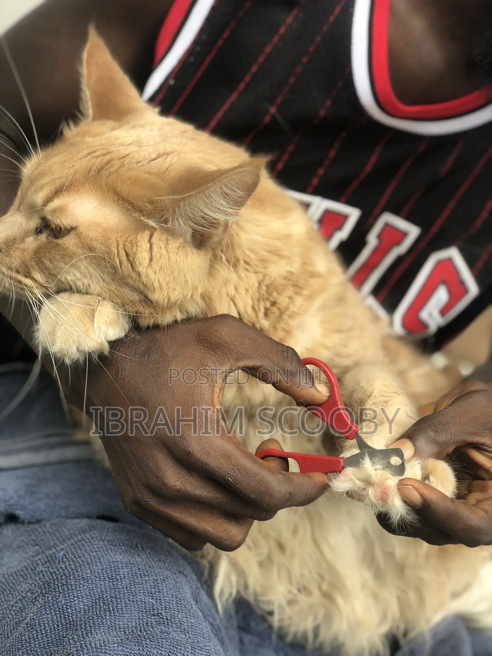 Pet Grooming at Affordable Prices