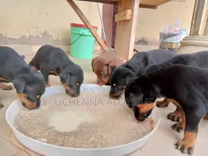 Photo - 1-3 months Female Purebred Doberman Pinscher