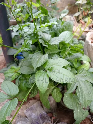Ugu Seedlings