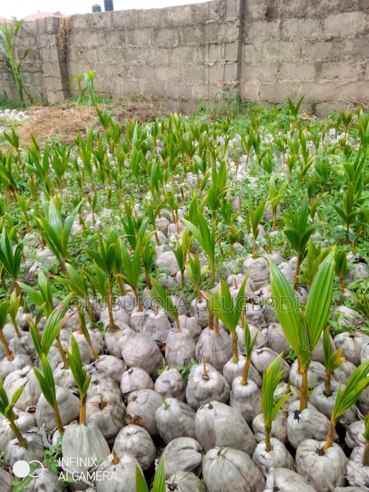 Hybrid Coconut Seedlings