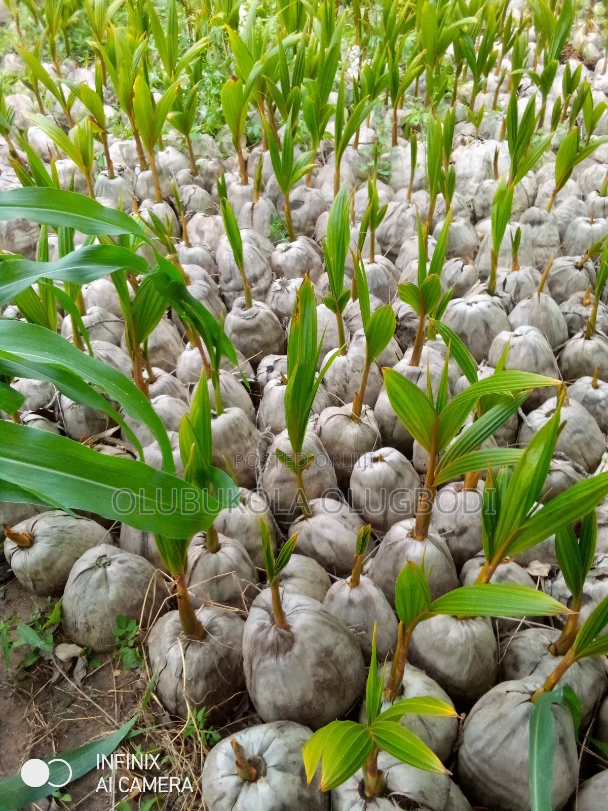 Hybrid Coconut Seedlings