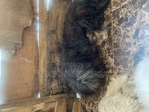 1+ year Male Purebred Lhasa Apso