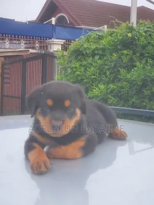 Photo - 1-3 months Male Purebred Rottweiler