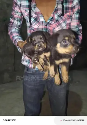 Photo - 1-3 months Female Mixed Breed Rottweiler