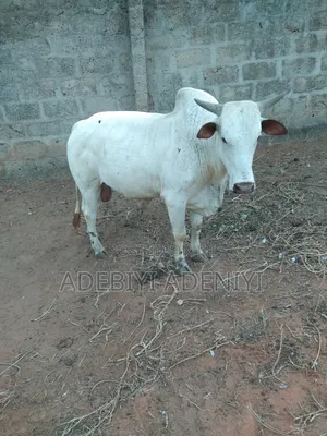 Photo - Heavy, Meaty Bull