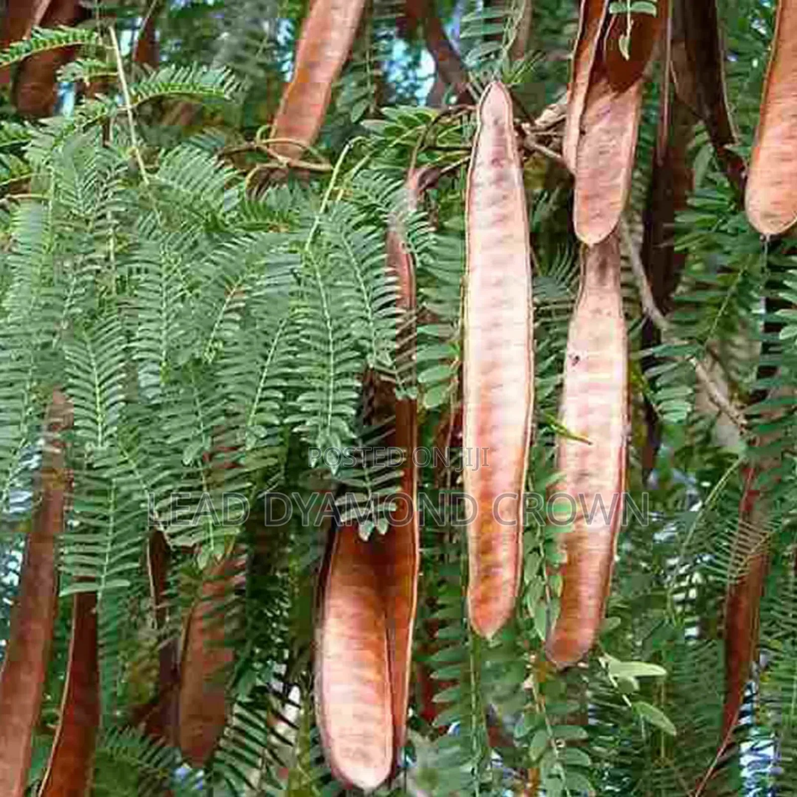Lueceana Seeds