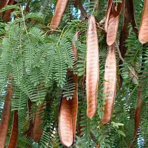 Photo - Lueceana Seeds