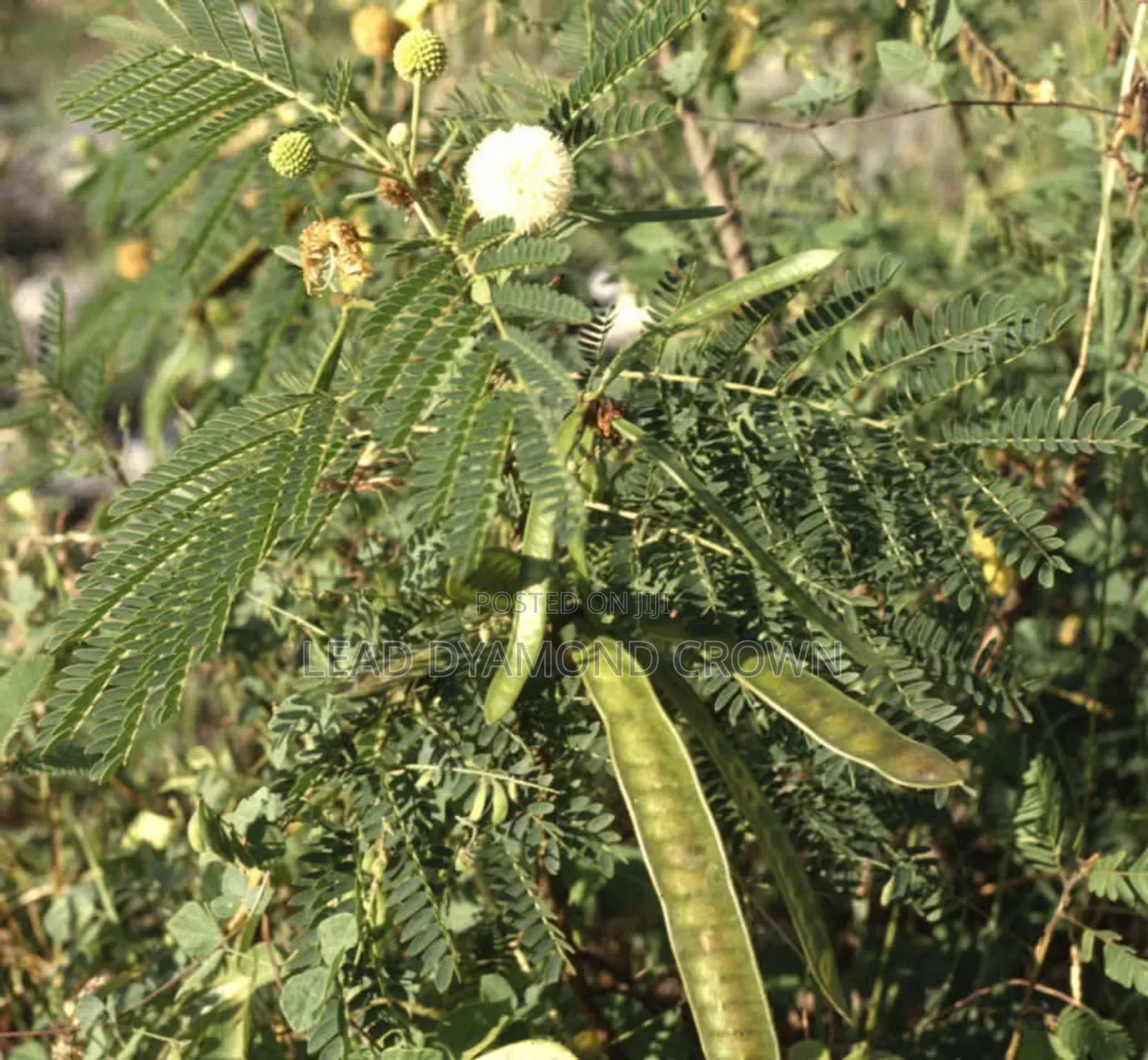 Lueceana Seeds
