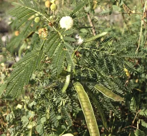 Lueceana Seeds