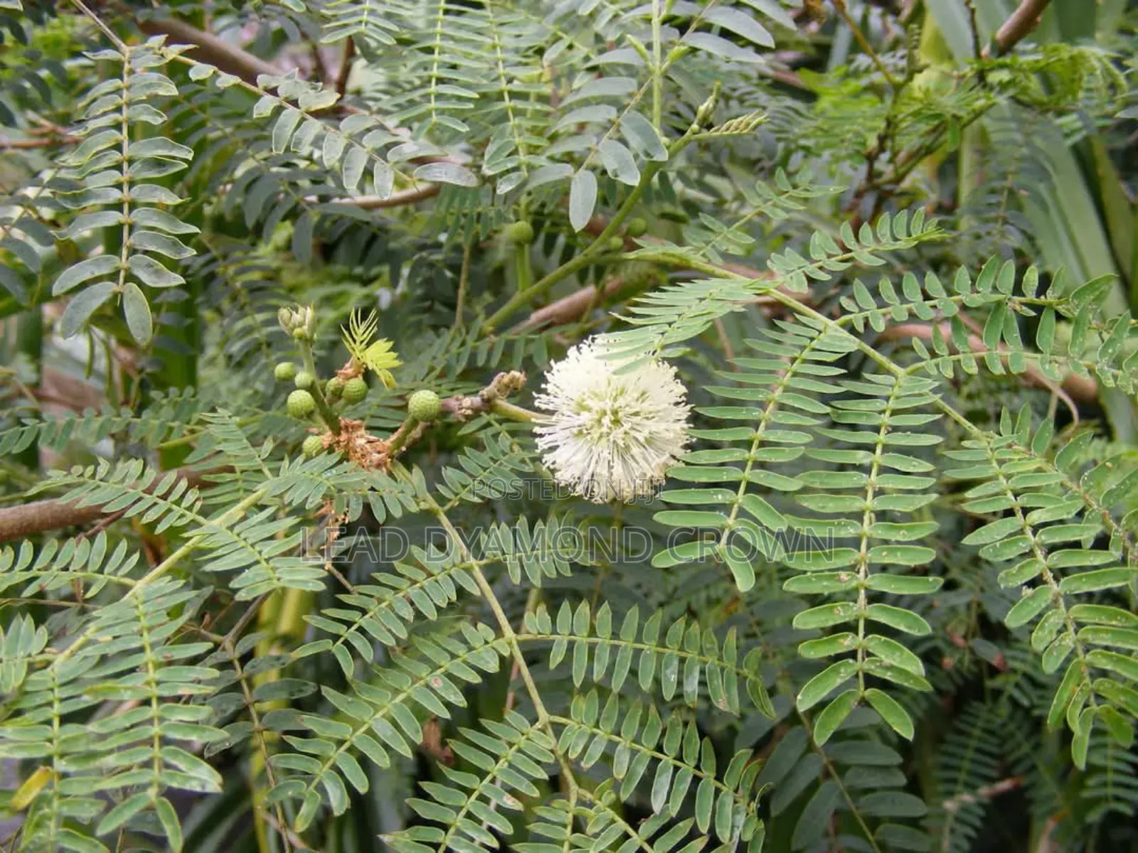 Lueceana Seeds
