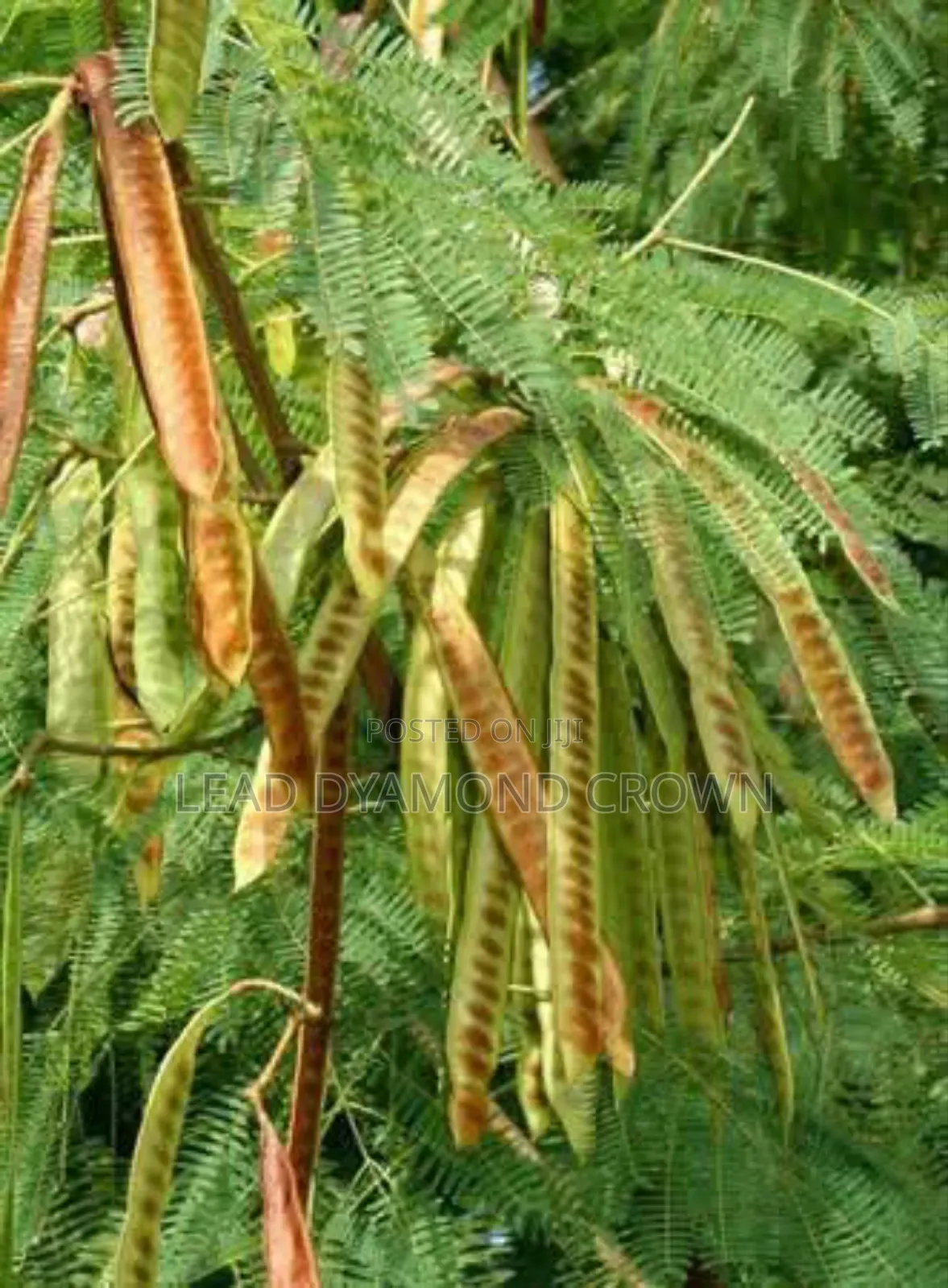 Lueceana Seeds