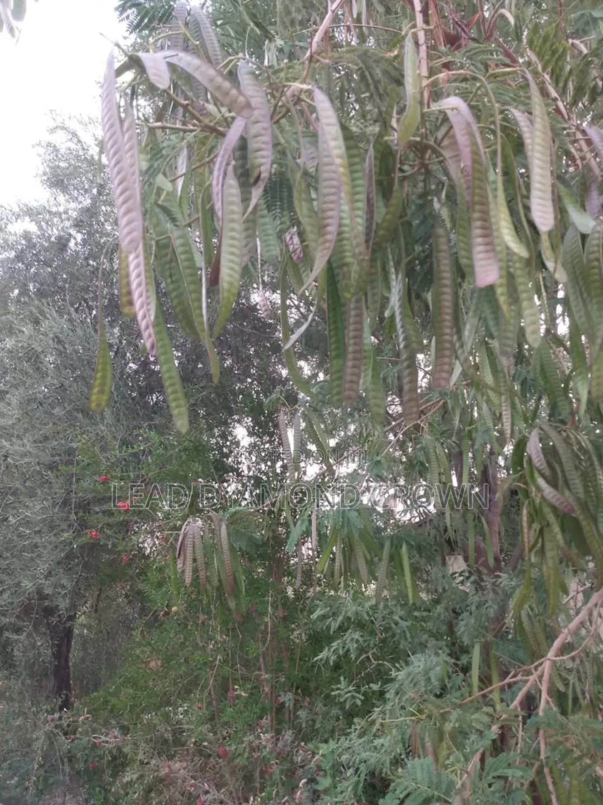 Lueceana Seeds