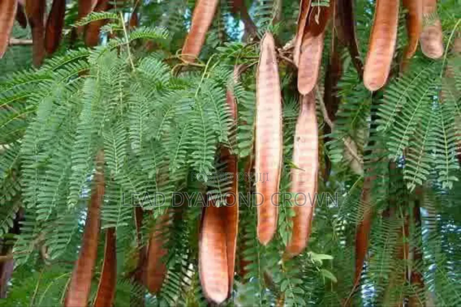 Lueceana Seeds