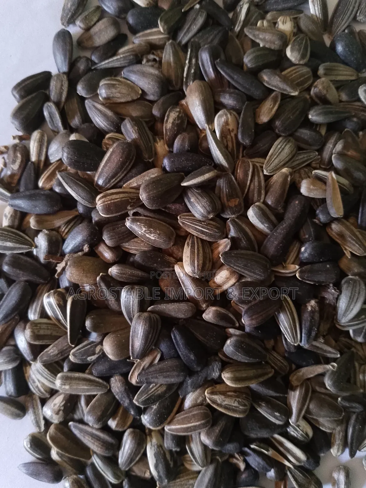 Sun Flower Seeds