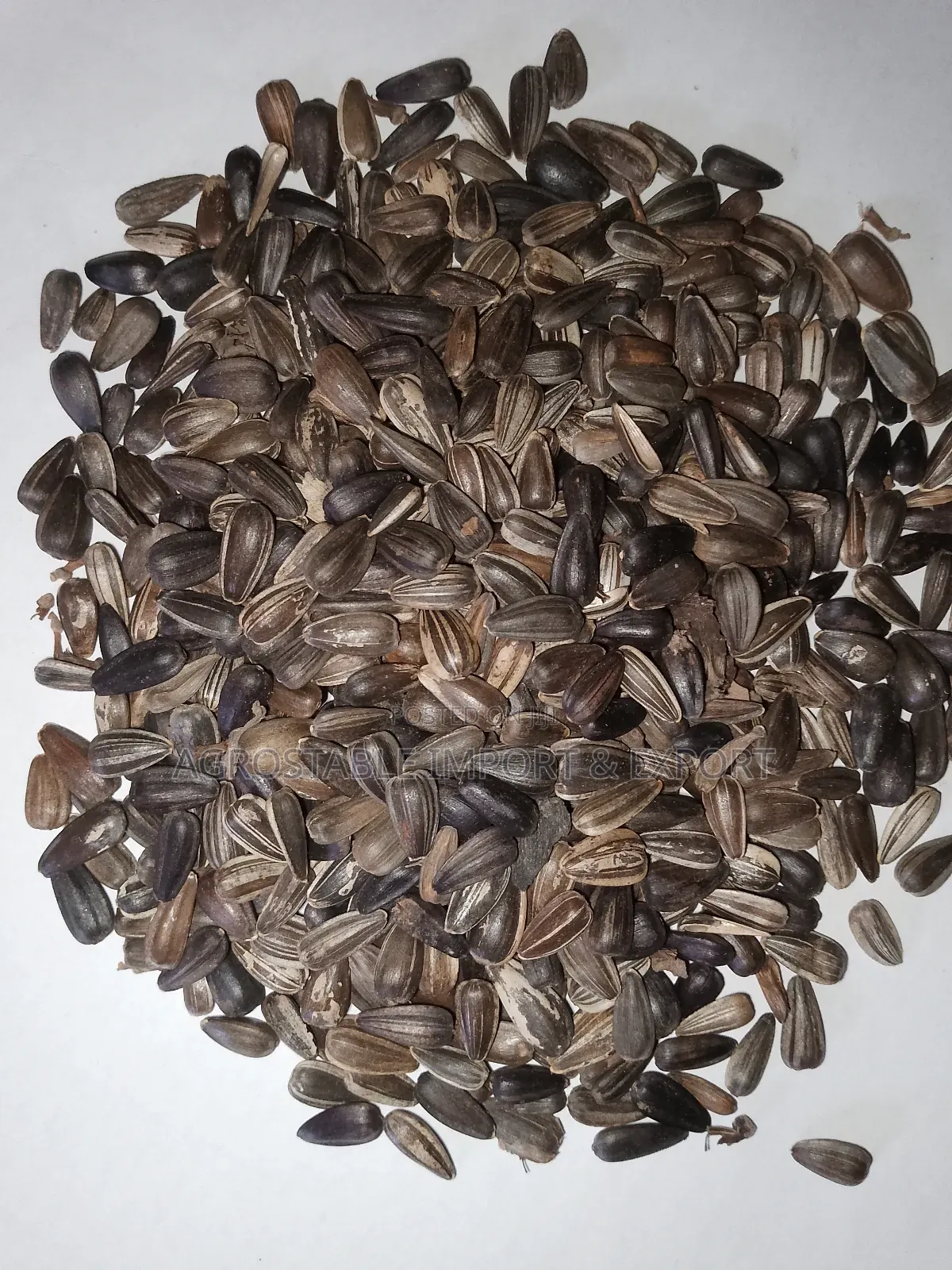 Sun Flower Seeds